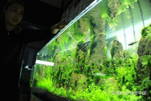 水榕水草移植后养护要点：水榕水草在移植后的养护要点 其他宠物 第5张