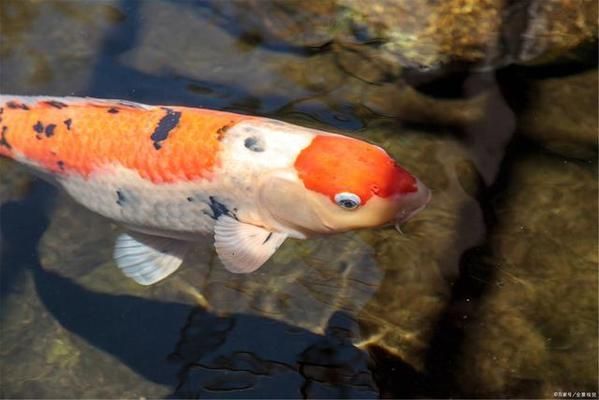 大正锦鲤食欲不振怎么办：大正锦鲤食欲不振可能是由多种因素引起的 其他宠物 第4张