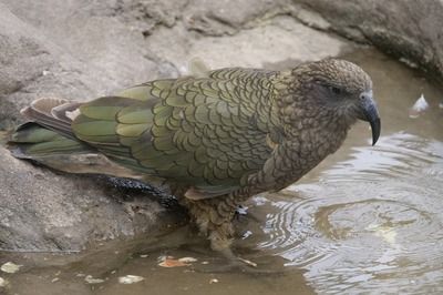 龙鱼新缸养水需要几天才能喂食：新鱼缸水质如何调整？ 水族问答 第2张