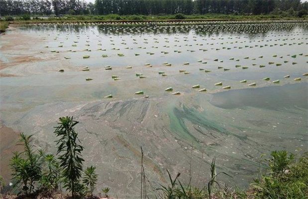 夏季降温对鸭嘴鱼影响：夏季温度下降对鸭嘴鱼生长和存活的影响 其他宠物 第3张