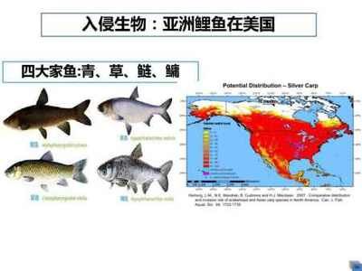 黑影道人鱼繁殖难度分析：黑影道人鱼繁殖后护理要点 其他宠物 第2张