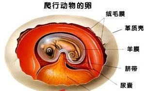 卵胎生提高存活率机制：卵胎生是一种在动物进化史上较为罕见的繁殖方式 其他宠物 第1张