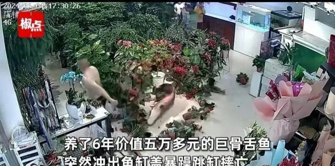 巨骨舌鱼生活习性研究：力到强大的跳跃能力，这些特性，使它们巨能舌在极端条件下 其他宠物 第2张