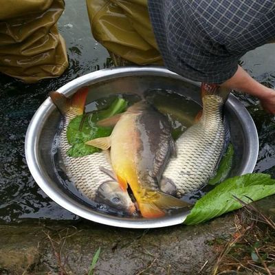 如何检测蝴蝶鲤鱼苗水质：如何检测蝴蝶鲤鱼苗的水质 其他宠物 第5张