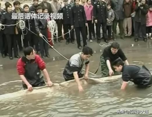 象鼻鱼电场感知的生物学意义：象鼻鱼如何利用电场感知周围环境并做出相应行为调整 其他宠物 第5张