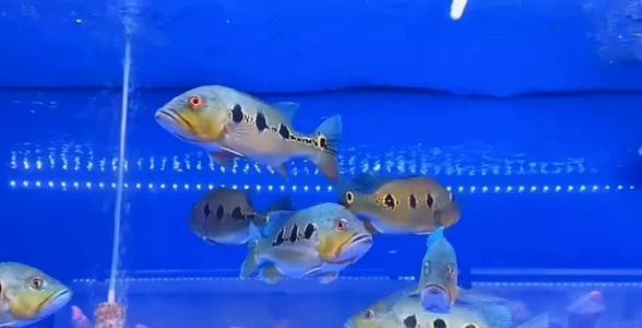 眼斑鱼适合的水族箱环境：眼斑鱼在水族箱中的最佳生活环境和条件 其他宠物 第2张