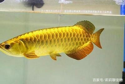 龙鱼训练不怕人：训练龙鱼的基本方法 水族问答 第1张