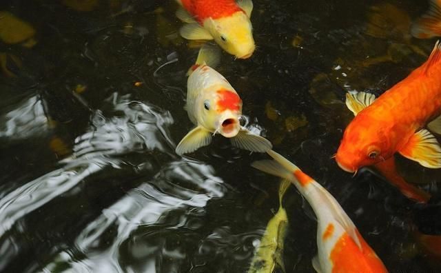 龙鱼训食教学：如何训练龙鱼的饲料和饮食偏好 水族问答 第2张