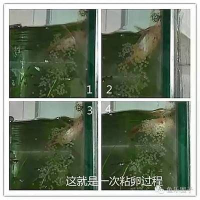 三间鼠鱼繁殖缸光照设置：三间鼠鱼繁殖缸光照设置应考虑以下几个要点 其他宠物 第4张