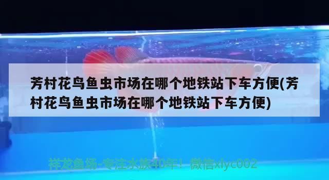 羽毛刀鱼苗生长速率影响因素：羽毛刀鱼苗的生长速率受到多种因素影响鱼苗生长速度 其他宠物 第2张