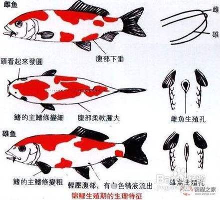 如何辨别红白锦鲤幼鱼性别：如何辨别红白锦鲤幼鱼的性别 其他宠物 第1张