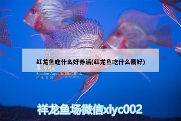 月光鸭嘴鱼苗疾病预防：月光鸭嘴鱼苗疾病的预防 其他宠物 第4张