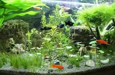 水族箱内氧气含量管理：养殖观赏鱼的水族箱内氧气含量对于观赏鱼的健康至关重要 其他宠物 第5张