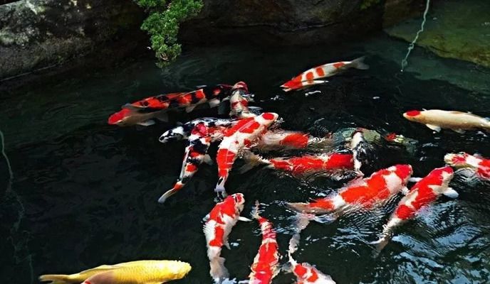 三色锦鲤体色变化的科学原理：三色锦鲤体色变化背后的科学原理 其他宠物 第2张