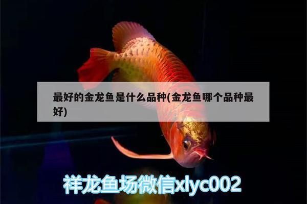 泰庞海鲢鱼在不同水温下的捕食差异：泰庞海鲢鱼在不同水温下的捕食差异是如何产生的？ 其他宠物 第2张