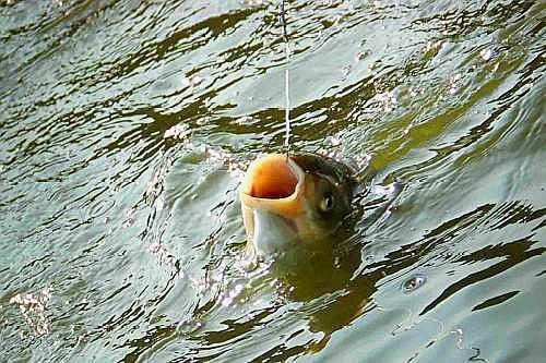 泰庞海鲢鱼在不同水温下的捕食差异：泰庞海鲢鱼在不同水温下的捕食差异是如何产生的？ 其他宠物 第4张