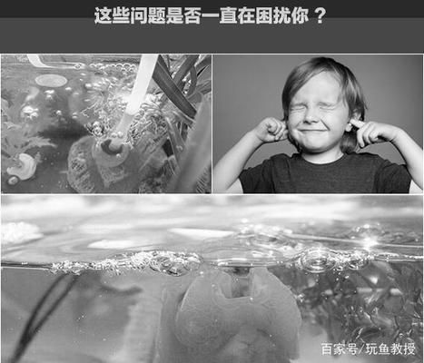 水族箱氧气供应优化方法：水族箱氧气供应优化 其他宠物 第4张