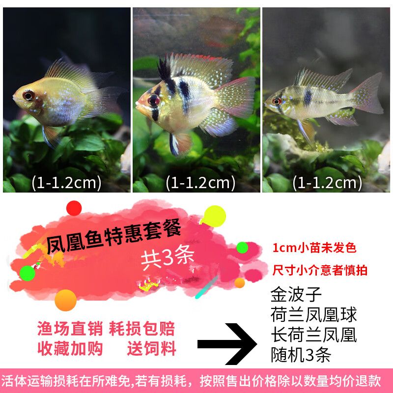 荷兰凤凰鱼繁殖期活饵选择：关于荷兰凤凰鱼繁殖期活饵选择的建议 其他宠物 第1张