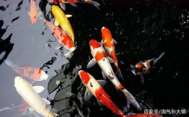 鉴别锦鲤健康状态的技巧：如何判断锦鲤的健康状态 其他宠物 第5张