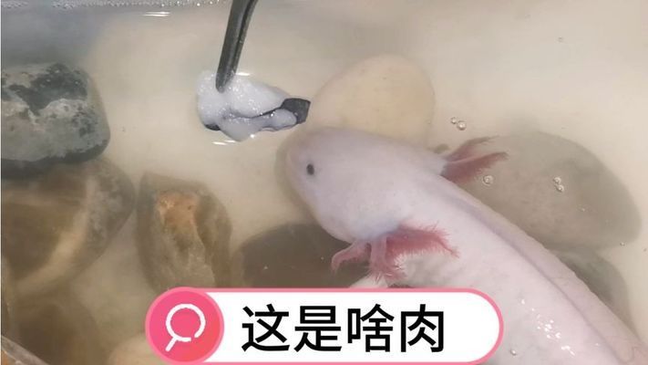 六角恐龙鱼饲料吃进去又吐出来：六角恐龙鱼饲料吃进去又吐出来怎么办 其他宠物 第2张