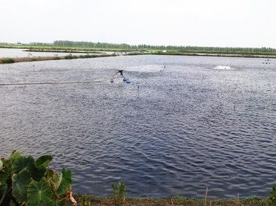 隔离期间水质管理技巧：有效的隔离期间水质管理技巧 其他宠物 第5张