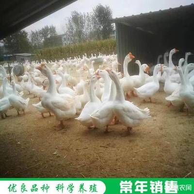 龙鱼眼睛上有白点是什么：龙鱼眼睛上出现白点怎么办？ 水族问答 第2张