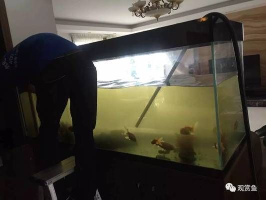 硝化细菌在水质净化中的作用：硝化细菌在水族箱中的具体作用 其他宠物 第2张