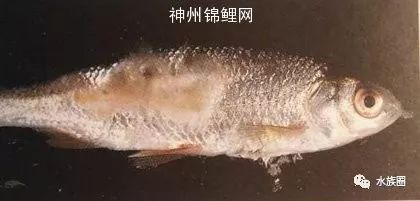 锦鲤白毛病的早期症状：锦鲤水霉病的诊断方法，锦鲤冬季养护要点 其他宠物 第5张