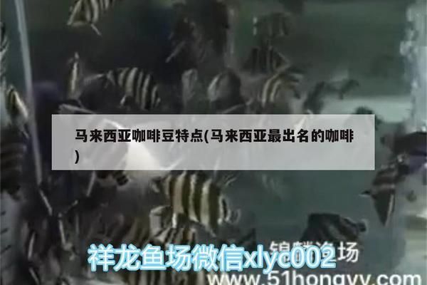 马来西亚咖啡豆与其他产地对比：马来西亚咖啡豆与其他主要产地的咖啡豆品质和特点 其他宠物 第3张