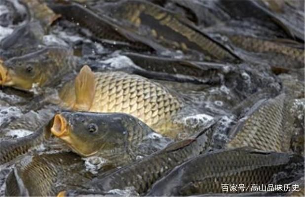 蝴蝶鲤鱼苗疾病预防指南：蝴蝶鲤鱼疾病预防指南 其他宠物 第4张