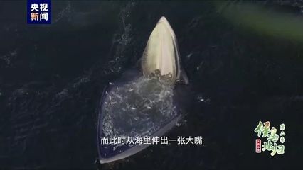 大嘴鲸鱼繁殖行为观察：大嘴鲸鱼的繁殖习性是研究海洋哺乳动物生殖系统和生态系统互动的关键 其他宠物 第2张