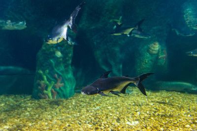 鸭嘴鲨夜行期间水质变化：夜行性鱼类对水族箱生态的影响 其他宠物 第1张