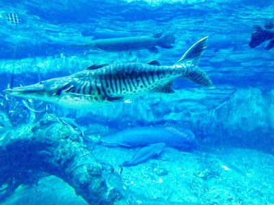 鸭嘴鲨夜行期间水质变化：夜行性鱼类对水族箱生态的影响 其他宠物 第3张