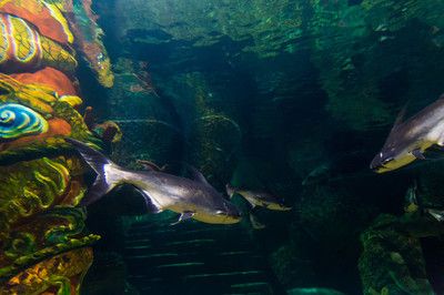 鸭嘴鲨夜行期间水质变化：夜行性鱼类对水族箱生态的影响 其他宠物 第5张