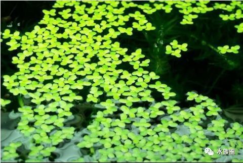 水族箱光照对水草影响：水族箱中的光照对水草的生长有着至关重要的影响 其他宠物 第2张