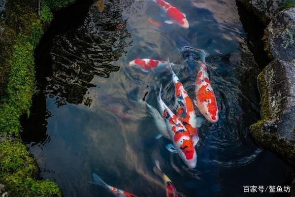 如何鉴别高品质白写锦鲤：白写锦鲤选购技巧 其他宠物 第4张