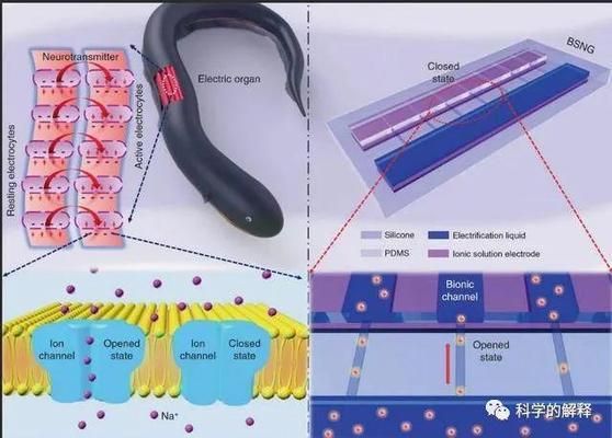 电鳗电场感应在仿生学中的应用：电鳗电场感应在仿生学中有着广泛的应用前景 其他宠物 第2张