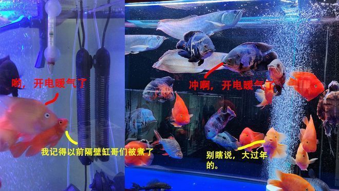 如何选择合适的水族箱加热棒：水族箱加热棒怎么选 其他宠物 第3张