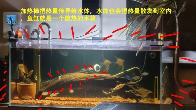 如何选择合适的水族箱加热棒：水族箱加热棒怎么选 其他宠物 第5张