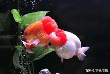 龙鱼眼睛一大一小：龙鱼的眼睛一大一小怎么办？ 水族问答 第2张