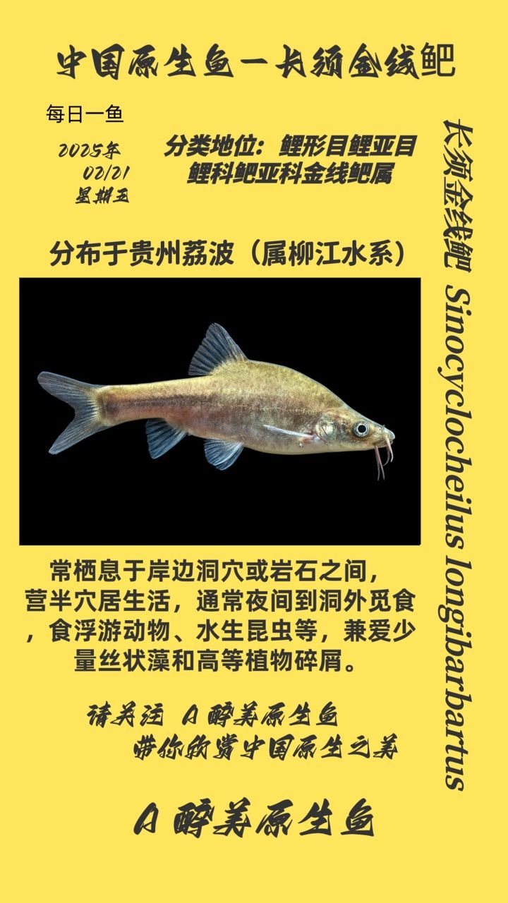 长须金线鲃：【长须金线鲃（acheilognathusmacropterus） 观赏鱼论坛