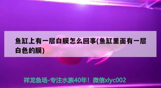 双线侧鱼常见疾病防治：双线侧鱼常见疾病及其防治方法 其他宠物 第4张