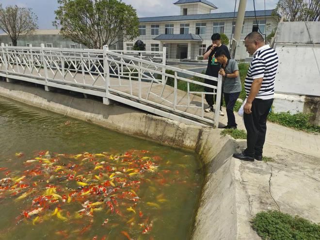 锦鲤养殖技术提升途径：锦鲤养殖技术提升锦鲤生长和健康和美丽同样至关重要 其他宠物 第1张