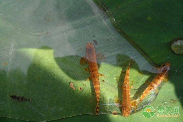 圣菲埃及鱼常见疾病预防：圣菲埃及鱼常见疾病包括细菌性肠炎、烂鳃病和掉鳞病 其他宠物 第4张