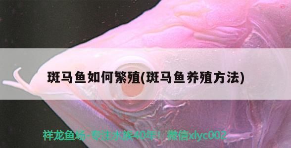 眼斑鲷繁殖期如何控制水质：眼斑鲷的繁殖期水质管理 其他宠物 第4张