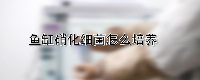 硝化菌培养的具体操作步骤：如何培养硝化菌 其他宠物 第1张