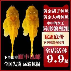 女王大帆鱼饲料品牌推荐：女王大帆鱼繁殖期饲料选择 其他宠物 第4张