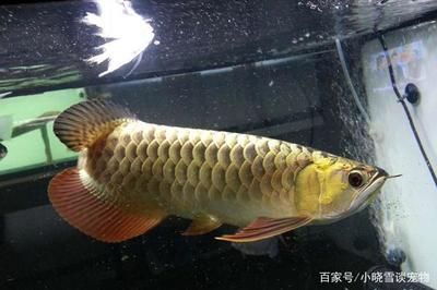 龙鱼眼睛肿了怎么办：龙鱼的眼睛肿胀怎么办 水族问答 第1张