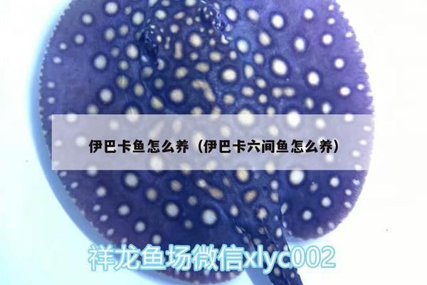 伊巴卡鱼选购技巧详解：伊巴卡鱼的选购技巧 其他宠物 第4张