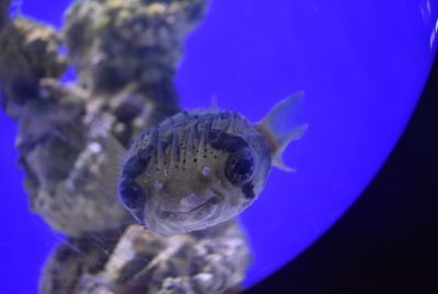 红圆点狗头鱼适宜水温范围：如何监测鱼缸水温变化，狗头鱼适宜的水质酸碱度，冬季养狗头鱼保温技巧 其他宠物 第5张